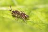 Nomada tridentirostris